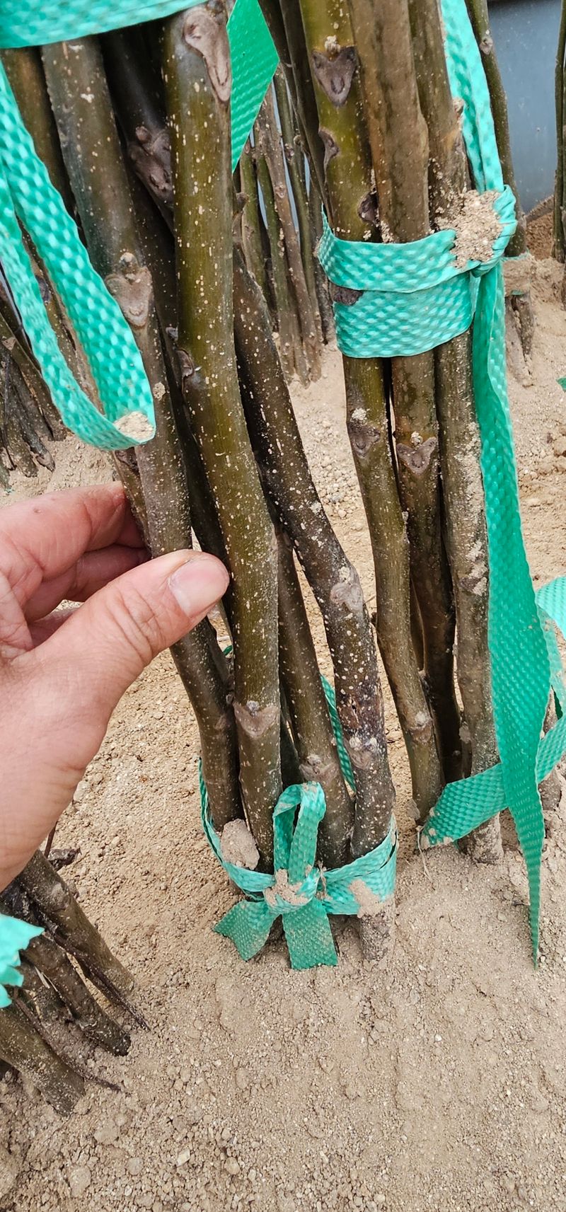 뿌리묘목농원님의 장터 판매 상품 [상촌호두나무삽목 3년생] 첨부 사진