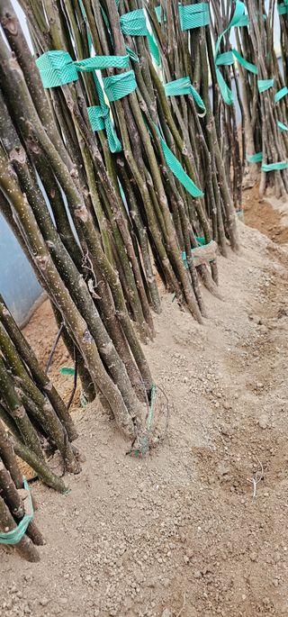 뿌리묘목농원님의 작성글 사진