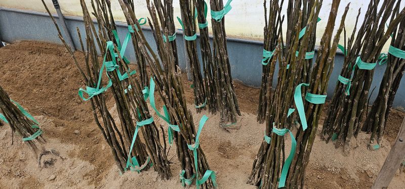 뿌리묘목농원님의 장터 판매 상품 [상촌호두나무삽목 3년생] 첨부 사진