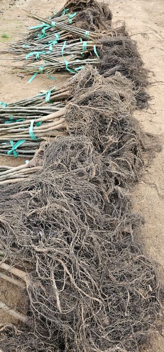 뿌리묘목농원님의 작성글 사진