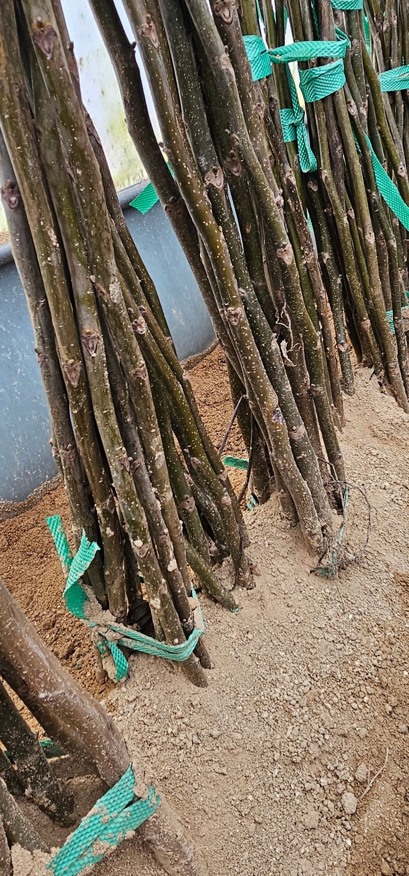 장터 상품 [상촌호두나무삽목 3년생] 썸네일