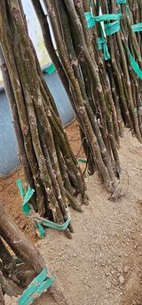 팜모닝 · 게시글 이미지