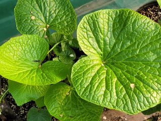 여우내 이순홍님의 기타작물 · 자유게시판 작성글 사진