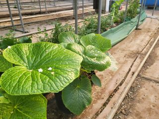 여우내 이순홍님의 기타작물 · 자유게시판 작성글 사진