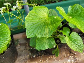 여우내 이순홍님의 기타작물 · 자유게시판 작성글 사진