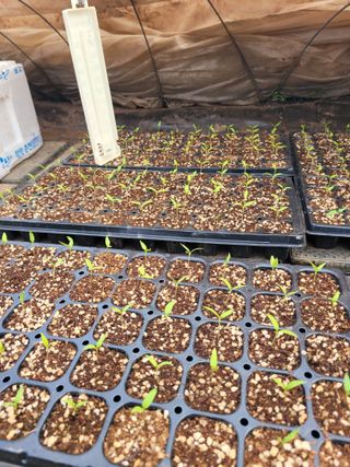 고향에서 고추님의 고추 · 파종•정식 작성글 사진