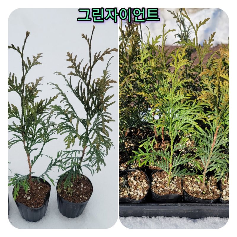 장터 상품 [그린자이언트 포트묘목 30주] 썸네일