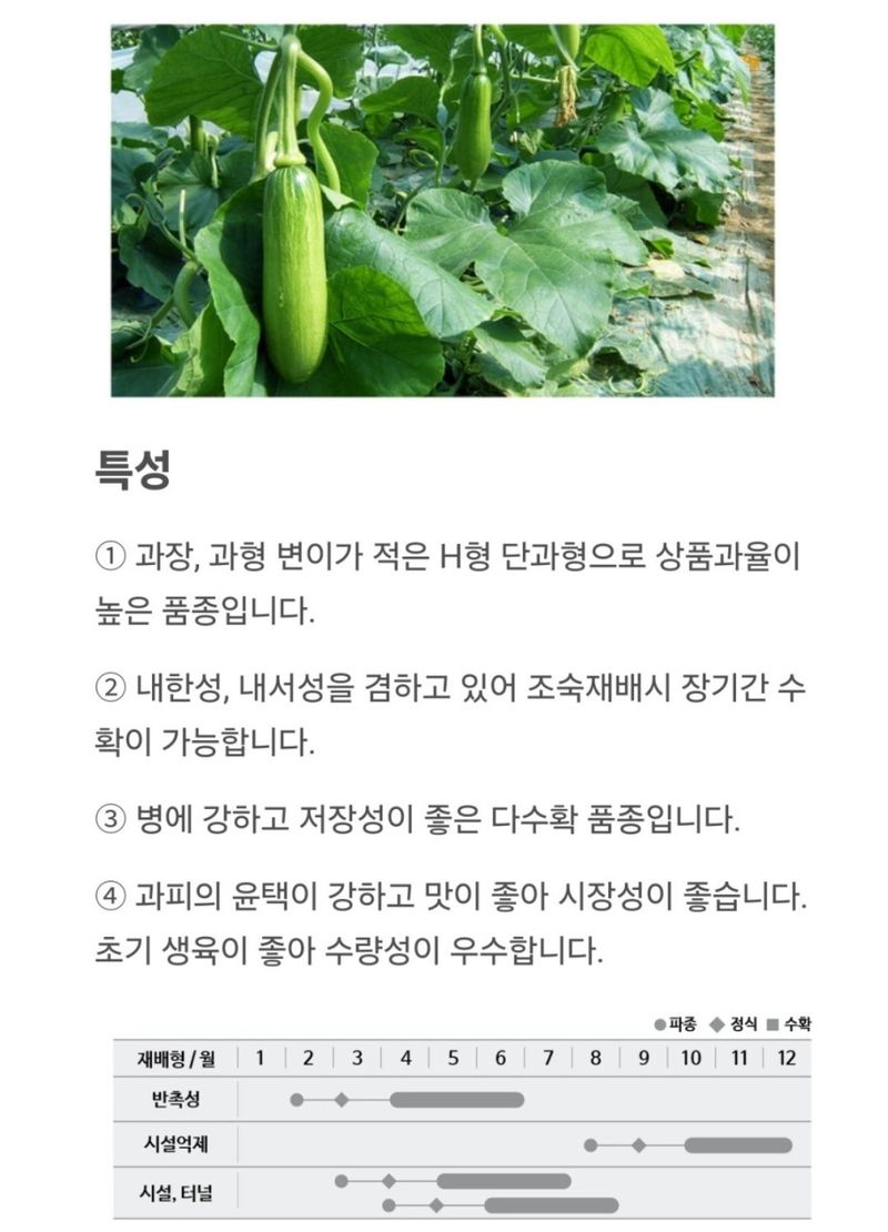 대산농사대장님의 장터 판매 상품 [[더기반] 전문농가 애호박70립] 첨부 사진
