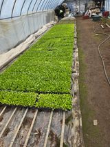 팜모닝 기타작물·영농일지 게시글 이미지