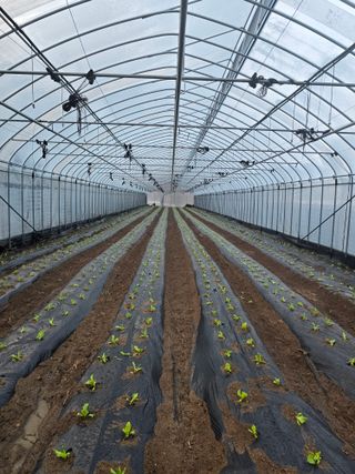 김영철님의 기타작물 · 영농일지 작성글 사진