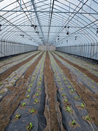 김영철님의 기타작물 · 영농일지 작성글 사진