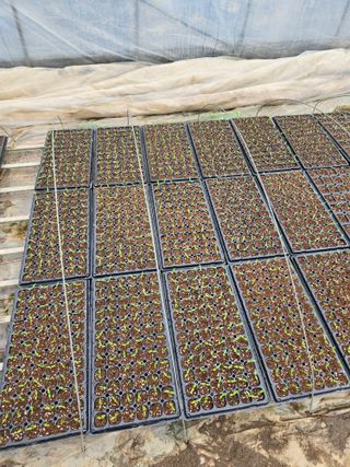 김영철님의 기타작물 · 영농일지 작성글 사진