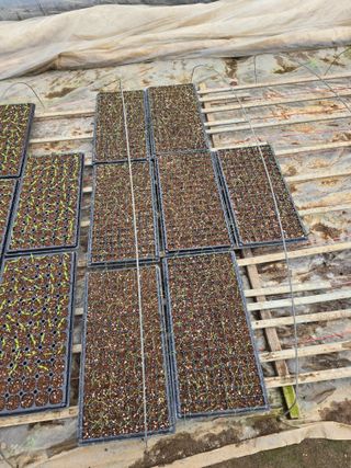 김영철님의 기타작물 · 영농일지 작성글 사진