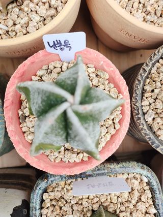 이연옥님의 자유주제 · 자유게시판 작성글 사진