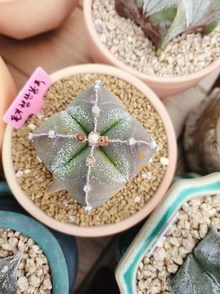 이연옥님의 자유주제 · 자유게시판 작성글 사진