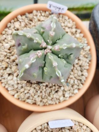 이연옥님의 자유주제 · 자유게시판 작성글 사진