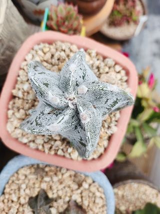 이연옥님의 자유주제 · 자유게시판 작성글 사진