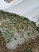 팜모닝 마늘·품종•종자 게시글 이미지