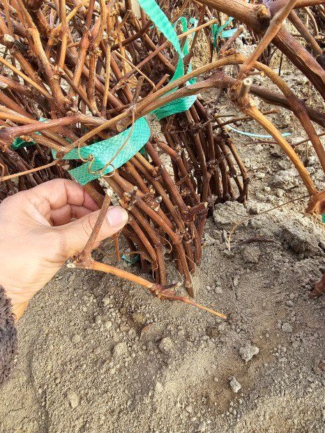 뿌리묘목농원님의 장터 판매 상품 [캠벨 삽목1년생 묘목] 첨부 사진