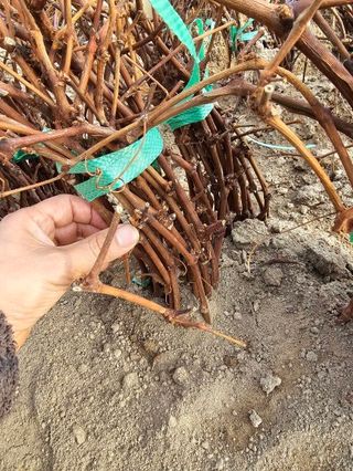 뿌리묘목농원님의 작성글 사진