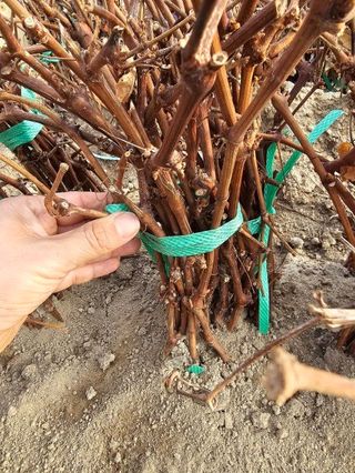 뿌리묘목농원님의 작성글 사진