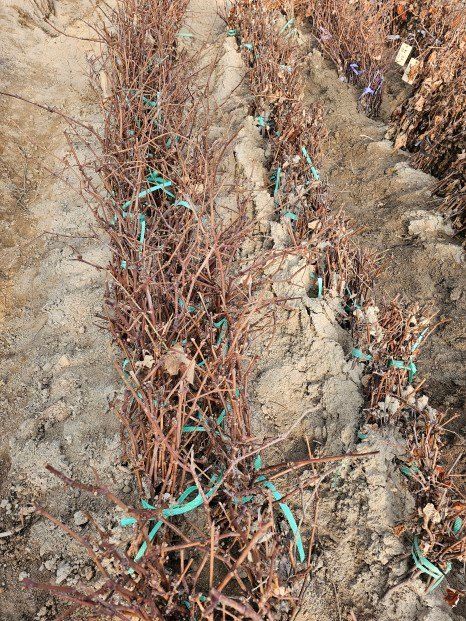 뿌리묘목농원님의 장터 판매 상품 [캠벨 삽목1년생 묘목] 첨부 사진