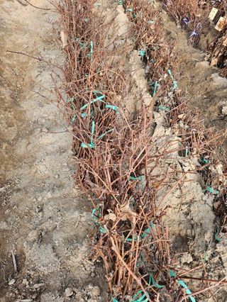 뿌리묘목농원님의 작성글 사진