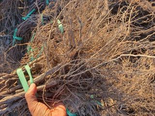 뿌리묘목농원님의 작성글 사진