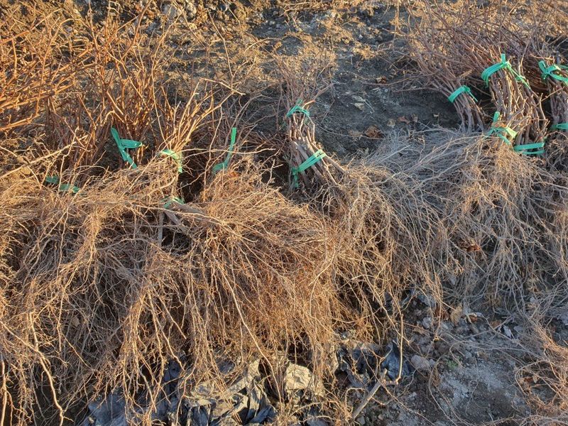 뿌리묘목농원님의 장터 판매 상품 [캠벨 삽목1년생 묘목] 첨부 사진