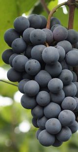 팜모닝 · 게시글 이미지