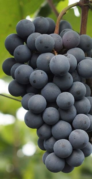 뿌리묘목농원님의 작성글 사진