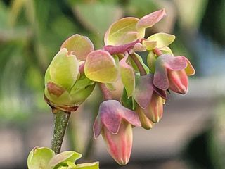 여우내 이순홍님의 블루베리 · 자유게시판 작성글 사진