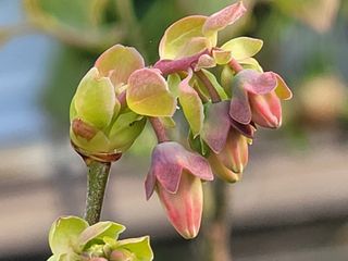 여우내 이순홍님의 블루베리 · 자유게시판 작성글 사진