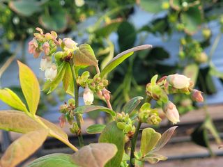 여우내 이순홍님의 블루베리 · 자유게시판 작성글 사진