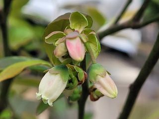 여우내 이순홍님의 블루베리 · 자유게시판 작성글 사진