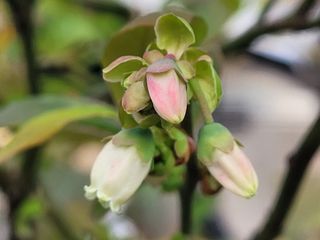 여우내 이순홍님의 블루베리 · 자유게시판 작성글 사진