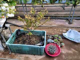 여우내 이순홍님의 블루베리 · 자유게시판 작성글 사진