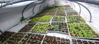 나무도깨비농원님의 기타작물 · 자유게시판 작성글 사진