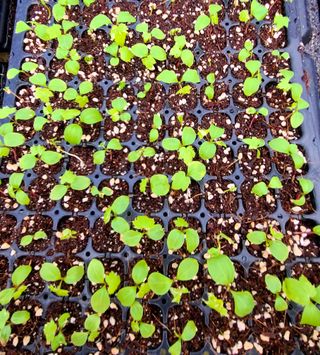 나무도깨비농원님의 기타작물 · 자유게시판 작성글 사진