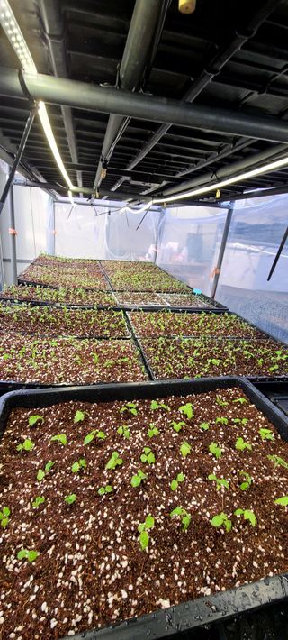 나무도깨비농원님의 기타작물 · 자유게시판 작성글 사진