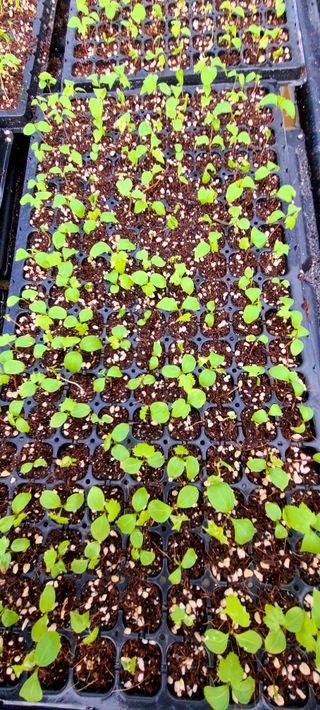 나무도깨비농원님의 기타작물 · 자유게시판 작성글 사진