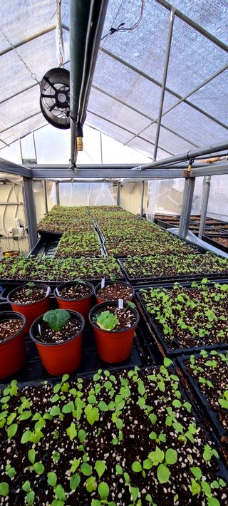 나무도깨비농원님의 기타작물 · 자유게시판 작성글 사진