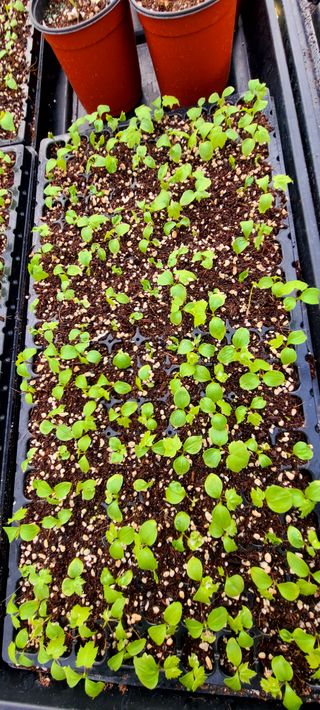 나무도깨비농원님의 기타작물 · 자유게시판 작성글 사진