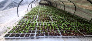 나무도깨비농원님의 기타작물 · 자유게시판 작성글 사진