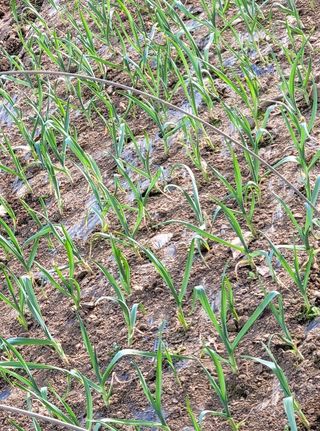 해은농장님의 마늘 · 영농일지 작성글 사진