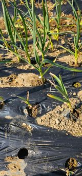 팜모닝 마늘·병해충상담 게시글 이미지