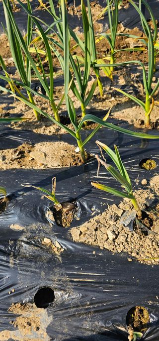 정맨님의 마늘 · 병해충상담 작성글 사진