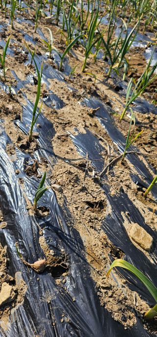 정맨님의 마늘 · 병해충상담 작성글 사진