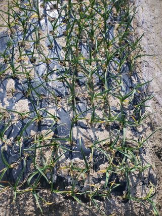 꽃사랑님의 마늘 · 병해충상담 작성글 사진