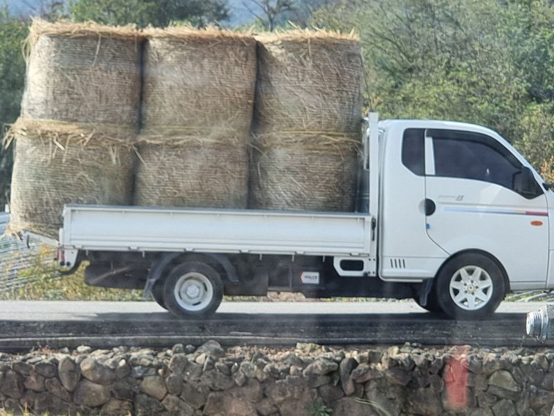 정영기대산축산농부♡님의 장터 판매 상품 [23년곤포 볏짚 소자입니다] 첨부 사진